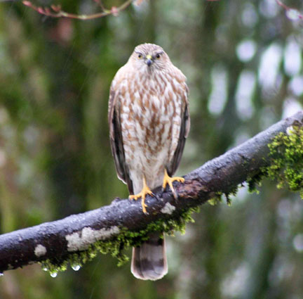 sharp shinned hawk graphic